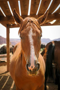photo of a horse